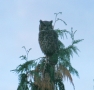10-4 Horned Owl 7 REV